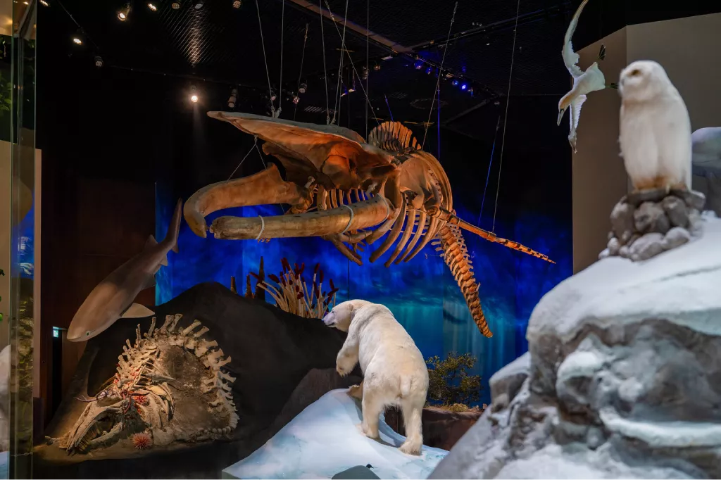 Suspended Blue Whale Skeleton | ArchDaily