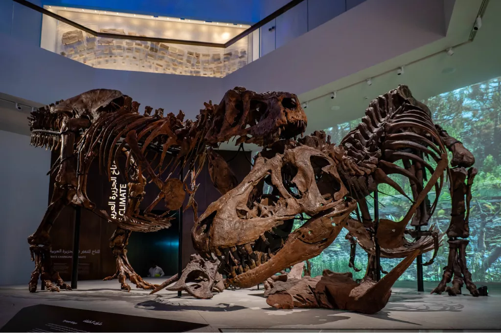 Tyrannosaurus rex skeletons | ArchDaily